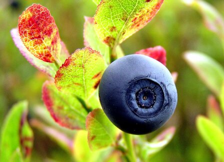 Blueberry-Jasmin-parfum-geurolie-voor-Melts-Kaarsen