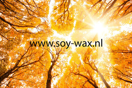 Golden-Woods-Wasparfum-BY-soy-wax