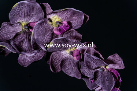 Black-Orchid-geurolie-voor-Melts-Kaarsen