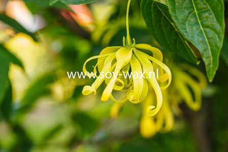 Ylang-Ylang-parfum-geurolie-voor-Kaarsen-Melts