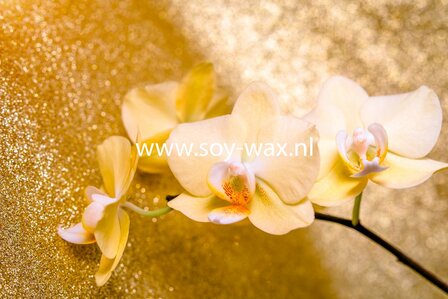 Golden-Orchid-Lenora-parfum-geurolie