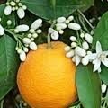 Neroli Essenti&euml;le / Etherische olie 