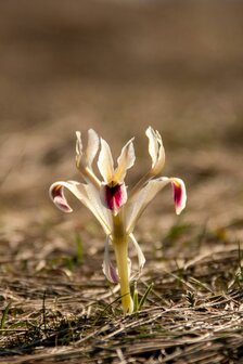 Bois The Iris parfum geurolie voor al u eigen creaties