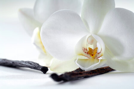Yakira-Vanilla-parfum-geurolie-voor-kaarsen,-melts-en-u-eigen-creaties
