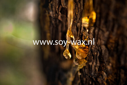 Mystic-Ceder wood-Moment-parfum-geurolie-voor-Kaarsen,melts-en-u-eigen-creaties