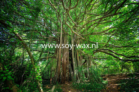 Wild Fig Moment parfum geurolie voor Melts, kaarsen en u eigen creaties