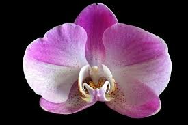 Orchidee parfum geurolie voor soja was Melts en Kaarsen
