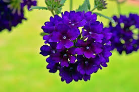 Verbena parfum geurolie