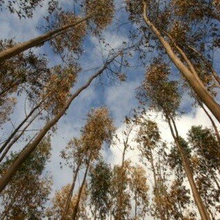 Eucalyptus Parfum Geurolie  voor Kaarsen &amp; Melts