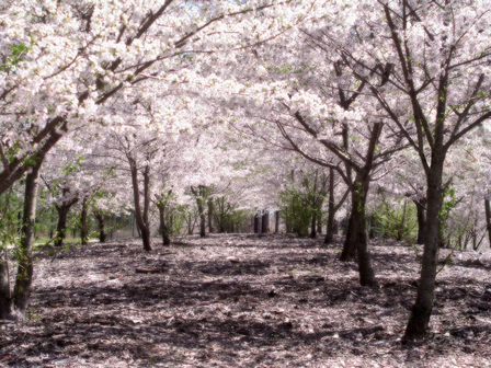 Sakura Parfum geurolie
