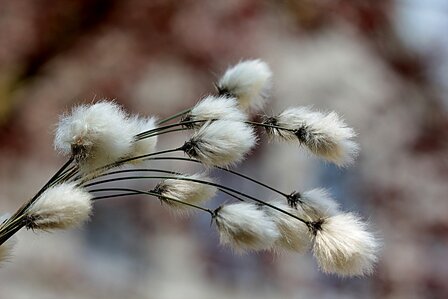 Coton de fleur parfum geurolie