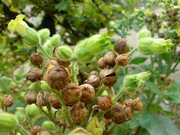 Tobacco-Oak-parfum-geurolie-voor-Melts-Kaarsen