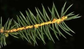Christmas-Spruce-and-Cinnamon-geurolie-voor-Melts-en-Kaarsen