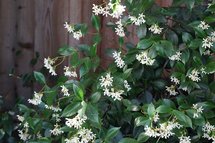 Jasmijn Essentiële / Etherische olie