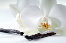 Orchidee & Vanille parfum geurolie voor Melts en Kaarsen