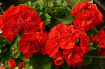 Geranium soy wax geurolie voor Melts en Kaarsen