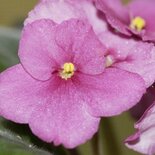 Viooltjes - parfum geurolie voor Melts en Kaarsen