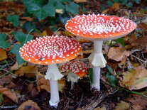 Aanbieding Herfst Candle parfum geurolie voor Kaarsen, Melts en u eigen creaties