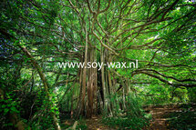 Fig Tree Moment parfum geurolie voor Melts,Kaarsen en u eigen creaties 