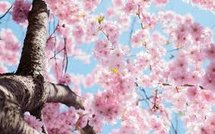 Winter Blossom Parfum geur voor Melts & Kaarsen