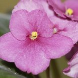Viooltjes - parfum geurolie voor Melts en Kaarsen