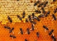 Honey - parfum geurolie voor Melts en Kaarsen