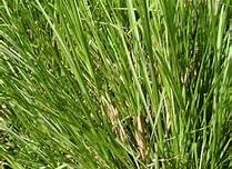 Vetiver - parfum geurolie voor Melts en Kaarsen
