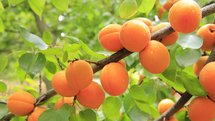 Apricot parfum geurolie voor Kaarsen en Melts