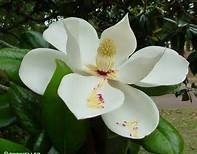 Magnolia parfum geurolie voor Melts & Kaarsen