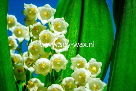 Aanbieding Mothers Day parfum geurolie voor Melts en Kaarsen