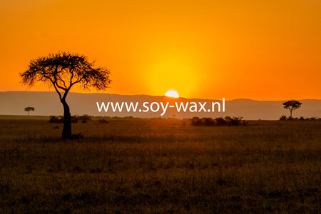 Axi in Africa parfum geurolie voor Melts & Kaarsen