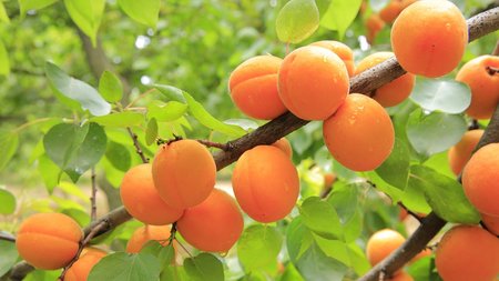 Apricot parfum geurolie voor Kaarsen en Melts