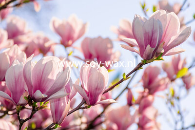 Magnolia  parfum geurolie voor Melts & Kaarsen 