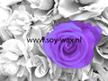 White violet Wasparfum BY soy-wax