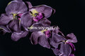 Black Orchid geurolie voor Melts & Kaarsen