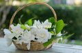 Gardenia parfum geurolie voor Kaarsen & Melts