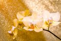 Golden Orchid  parfum geurolie voor Melts & Kaarsen