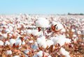 Cotton Comfort geurolie voor Melts en Kaarsen