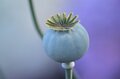 Black Glow Opium parfum geurolie voor Melts & Kaarsen