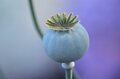 Black & Glow Opium parfum geurolie voor Melts & Kaarsen