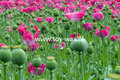 Black & Glow Opium parfum geurolie voor Melts & Kaarsen