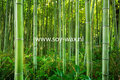 Bamboo Forest - geurolie voor Kaarsen &  Melts 