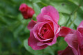 aanbieding La Vie & Rosés Bella - parfum geurolie voor Melts en Kaarsen