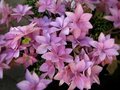 Flora Gorgeous parfum geurolie voor Melts en Kaarsen