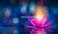 Rose Lotus Moment parfum geurolie voor Melts & Kaarsen
