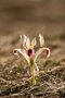 Bois The Iris parfum geurolie voor al u eigen creaties