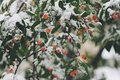 Winter Berries & Snow parfum geurolie voor Melts ,Kaarsen en u eigencreaties