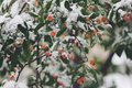 Snowberry parfum geurolie voor Melts & Kaarsen