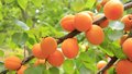 Apricot parfum geurolie voor Kaarsen en Melts