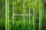 Bamboo-Forest-geurolie-voor-Kaarsen,-Melts-